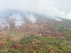 Asap Karhutla Way Kambas Masuk Permukiman, BPBD Sebut Dipicu Arah Angin