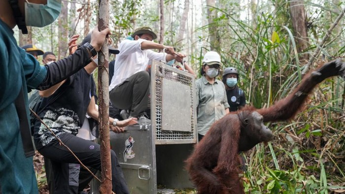 Menhut Raja Antoni bersama CEO YIARI Dokter Karmele LIano Sanchez lepas liarkan dua orang utan di Ketapang.