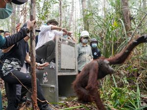 Menhut Lepas Liarkan Orang Utan Adil dan Gigih di Hutan Ketapang