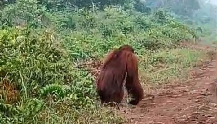 Orang utan dewasa terlihat berjalan di sekitar Kilometer (KM) 20 Jalan Pangkalan BunKotawaringin Lama.