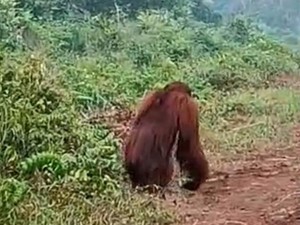 Video Orang Utan di Area Karhutla Viral, BKSDA Kalteng: Belum Ada Laporan