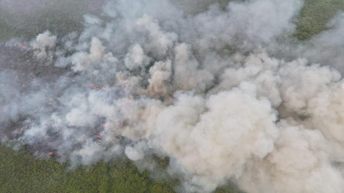 Penampakan kebakaran lahan gambut di TN Berbak Sembilang, Desa Sungai Cemara, Tanjabtim, Jambi, Sabtu (24/10/2026)