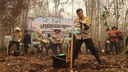 500 Pohon Belangiran Ditanam, Pulihkan Gambut Palangka Raya Bekas Karhutla