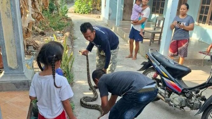 Relawan mengevakuasi ular piton dari rumah warga di Tulas, Klaten.