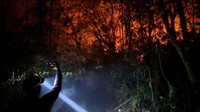 Api Jebol di Tanjung Puting, Kebakaran Makin Dekat ke Camp Wisata Orang Utan