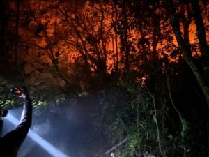 Api Jebol di Tanjung Puting, Kebakaran Makin Dekat ke Camp Wisata Orang Utan