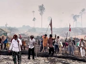 Menugal, Warga Lamandau Tanam Padi Gogo di Lahan Bekas Karhutla