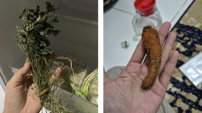 Netizen Spill Fosil di Kulkas: dari Bayam Kering hingga Wortel Jenglot!