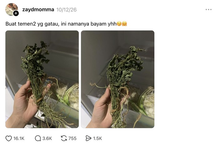 Fosil di kulkas