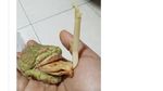 Netizen Spill Fosil di Kulkas: dari Bayam Kering hingga Wortel Jenglot!