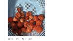 Netizen Spill Fosil di Kulkas: dari Bayam Kering hingga Wortel Jenglot!