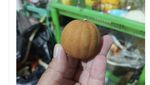 Netizen Spill Fosil di Kulkas: dari Bayam Kering hingga Wortel Jenglot!