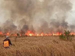 Api Disebut Bakar Jalur Gajah di TN Way Kambas, Ini Kepala Balai