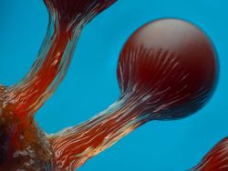 Nyaris Tak Terlihat! 15 Jawara Kontes Fotografi Mikro yang Bikin Takjub