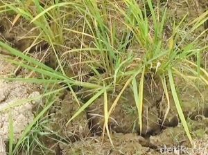 Kemarau Keringkan Sawah di Bengkulu, Panen Terancam Tinggal 30 Persen