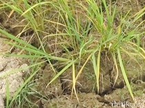 Kemarau Keringkan Sawah di Bengkulu, Panen Terancam Tinggal 30 Persen
