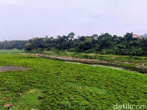 Potret Citarum yang Menghijau