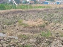 Melacak Jejak Peradaban Manusia Prasejarah di Situs Padas Klaten