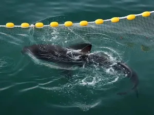 Hiu Tersesat Curi Perhatian Jutaan Warga Korsel, Akankah Kembali ke Laut?