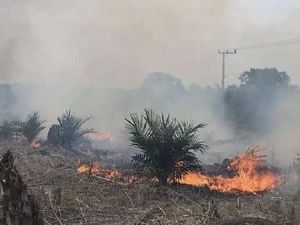 Kebun Sawit Produktif Dilalap Karhutla, Warga Terancam Kehilangan Penghasilan