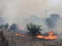 Kebun Sawit Produktif Dilalap Karhutla, Warga Terancam Kehilangan Penghasilan