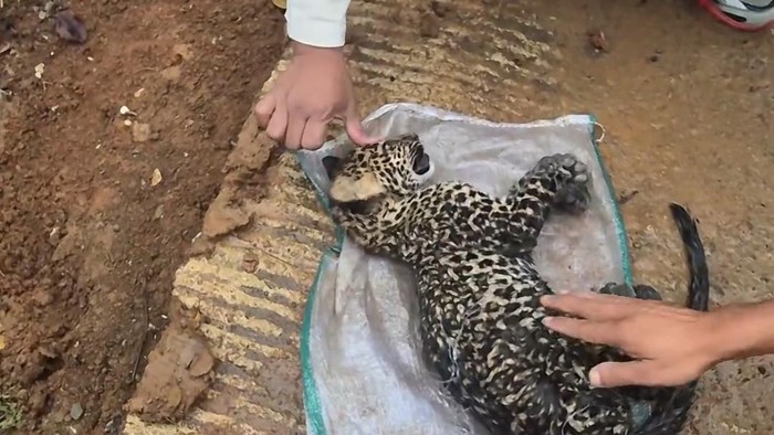 Warga temukan anak macan tutul hingga akhirnya mati di Cianjur