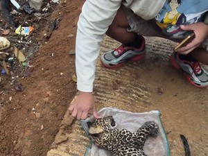 Geger Penemuan Anak Macan Tutul di Cibinong, Berakhir Mati