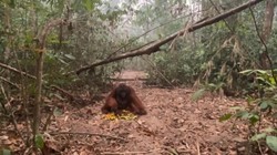 Orang Utan Paldo Masih Sehat di Tengah Karhutla Tanjung Puting, tapi...