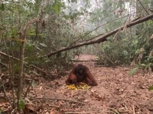 Orang Utan Paldo Masih Sehat di Tengah Karhutla Tanjung Puting, tapi...