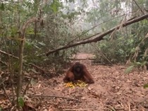 Orang Utan Paldo Masih Sehat di Tengah Karhutla Tanjung Puting, tapi...