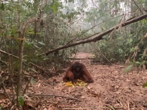 Orang Utan Paldo Masih Sehat di Tengah Karhutla Tanjung Puting, tapi...