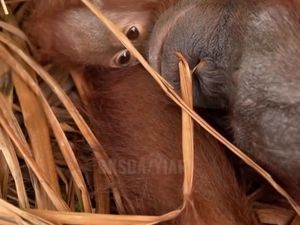 Video: Induk-Bayi Orang Utan Ditemukan Terluka di Tengah Kepungan Karhutla