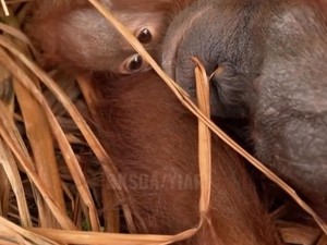 Video: Induk-Bayi Orang Utan Ditemukan Terluka di Tengah Kepungan Karhutla