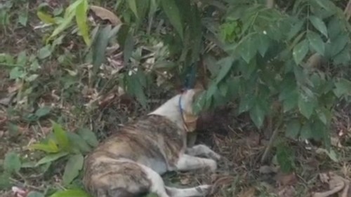 Petugas saat melakukan pengambilan sampel anjing diduga rabies yang menggigit warga di Desa Sumbersari, Kecamatan Melaya, Kabupaten Jembrana, Sabtu (24/10).