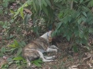 Anjing Diduga Rabies Teror 2 Warga Jembrana, Digigit di Kaki-Wajah