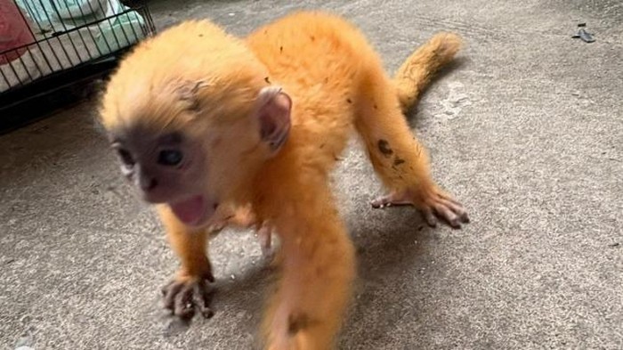 Satwa dilindungi Anakan lutung kelabu ditemukan warga Prabumulih, Sumsel.