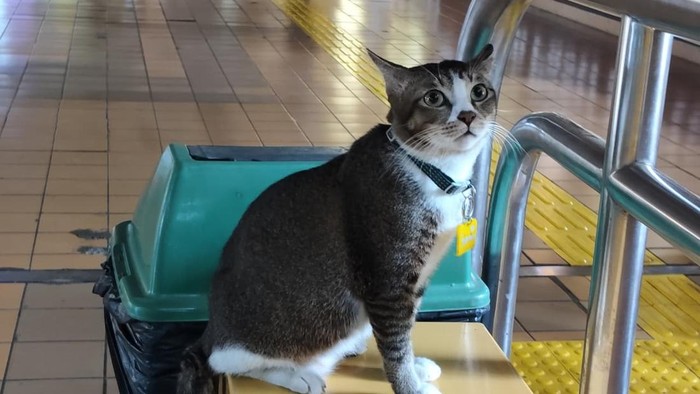 Sopian si seleb kucing di Stasiun Gondangdia (Shonya/detikcom)