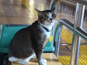 Video: Sopian, Kucing Viral yang Jadi Mood Booster Stasiun Gondangdia!