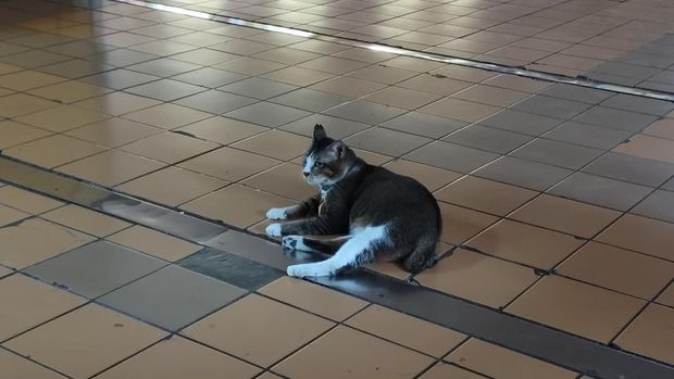 Sopian si seleb kucing di Stasiun Gondangdia (Shonya/detikcom)