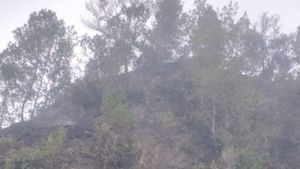 Video Karhutla di Toraja Hanguskan Kuburan Batu, Diduga Disengaja