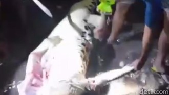 Mudik ke NTT untuk Pinangan, Selviana Tewas Dimangsa Buaya Depan Calon Suami
