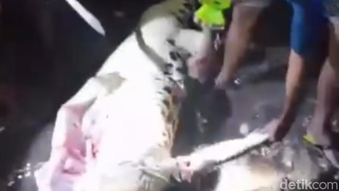 Warga menyembelih buaya usai terkam seorang perempuan di Sungai Bondo Kodi, Kecamatan Kodi, Kabupaten SBD, NTT, Sabtu (24/10/2026).