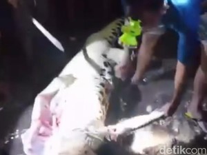 Warga Sembelih Buaya yang Terkam Selviana Saat Mandi di Sungai Bondo Kodi