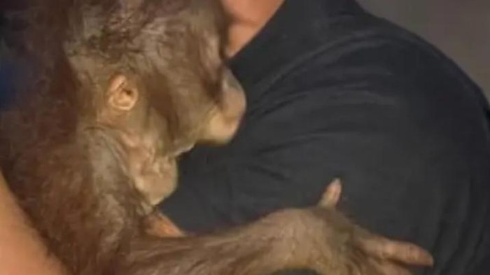 Miris Induk dan Bayi Orang Utan Makan Umbut Nanas di Lahan Gosong Kobar
