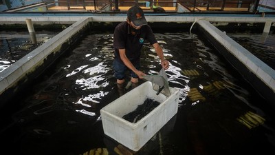 Bikin Cuan, Produksi Lobster Budidaya Ditargetkan Tembus 1.100 Ton