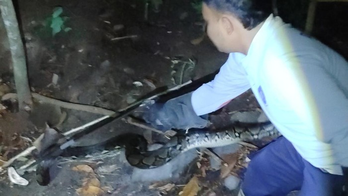 Damkar Boyolali menangkap ular piton yang memangsa ternak unggas warga, Selasa (27/10/2026).