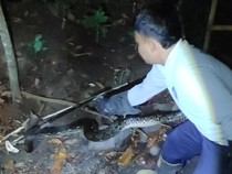 Damkar Boyolali Tangkap Dua Piton 3 Meter Pemangsa Ternak Milik Warga