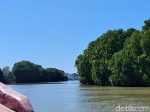 Sabuk Hijau di Ujung Muara, Menjaga Asa Nelayan Suranenggala