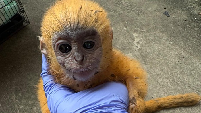 Penemuan anakan Lutung Kelabu di Prabumulih oleh warga