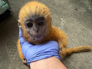 Anakan Lutung Kelabu di Prabumulih Diduga Terpisah dari Induk
